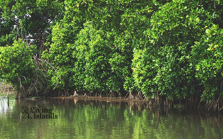 The Mangroves of Kadamakudy