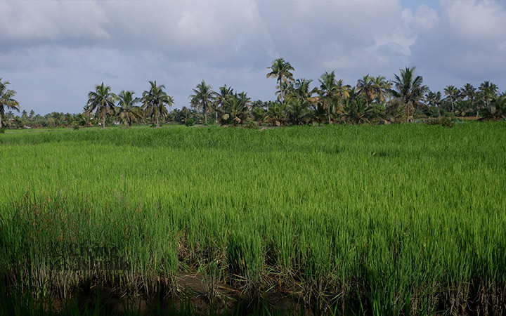 Pokkali Farming